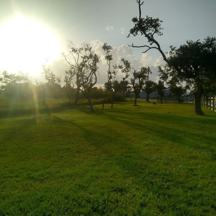 Mow Grass and Maintain Landscaping