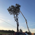 Tree Trimming