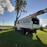 Tree Trimming