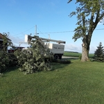 Tree Removal
