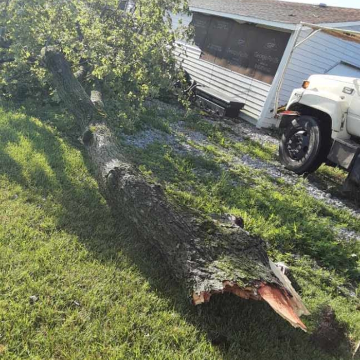 Tree Removal