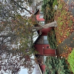 Maple Tree Removal