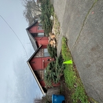 Maple Tree Removal