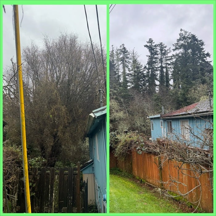 NEWELL DR TREE REMOVAL'S