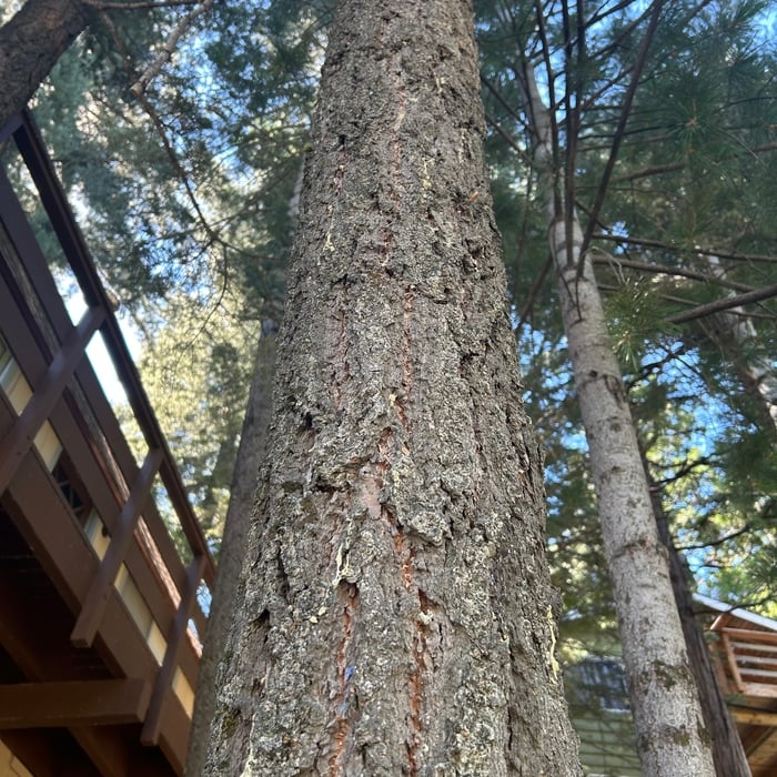Trees