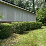 Shrub and tree trimming