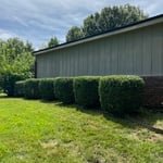 Shrub and tree trimming