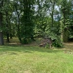 Shrub and tree trimming