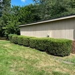 Shrub and tree trimming