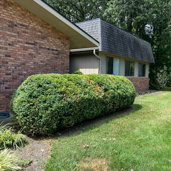 Shrub and tree trimming
