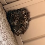 Wasp nest removal