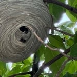 Wasp nest removal