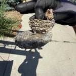 Wasp nest removal