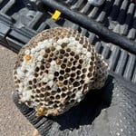 Wasp nest removal