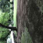 Land Clearing and Grading