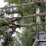 Trees in front yard