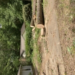 Trees in front yard