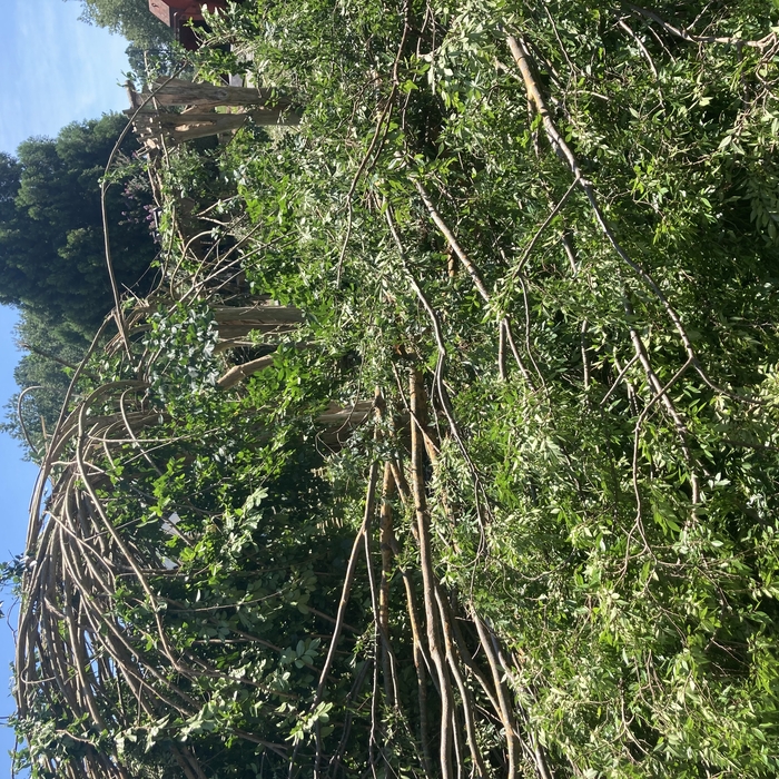 Crepe myrtle removal