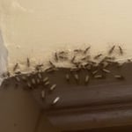 Carpenter Ants Infestation