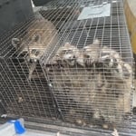 Raccoon Removal