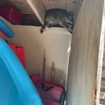 Raccoon Hiding