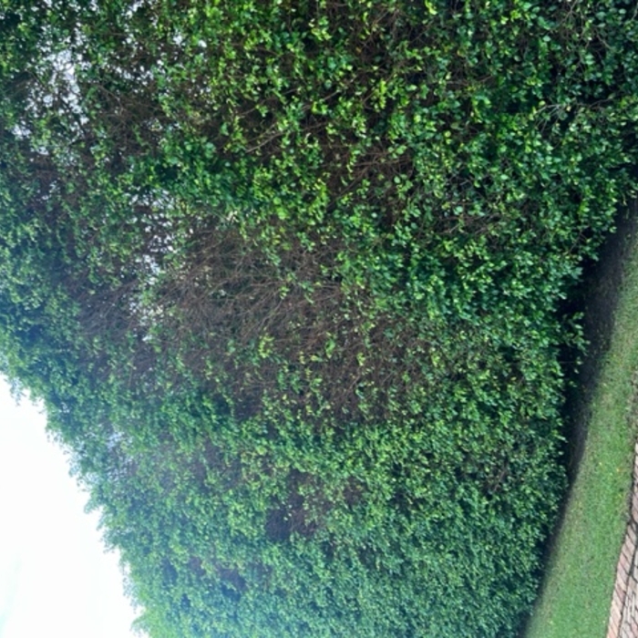 White Fly Infestation