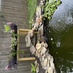 Koi Pond