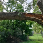 Sad tree