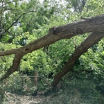 Poor Tree