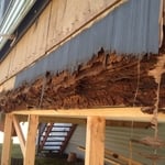 Carpenter ant infestation