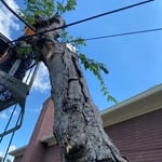 Hazardous tree removal