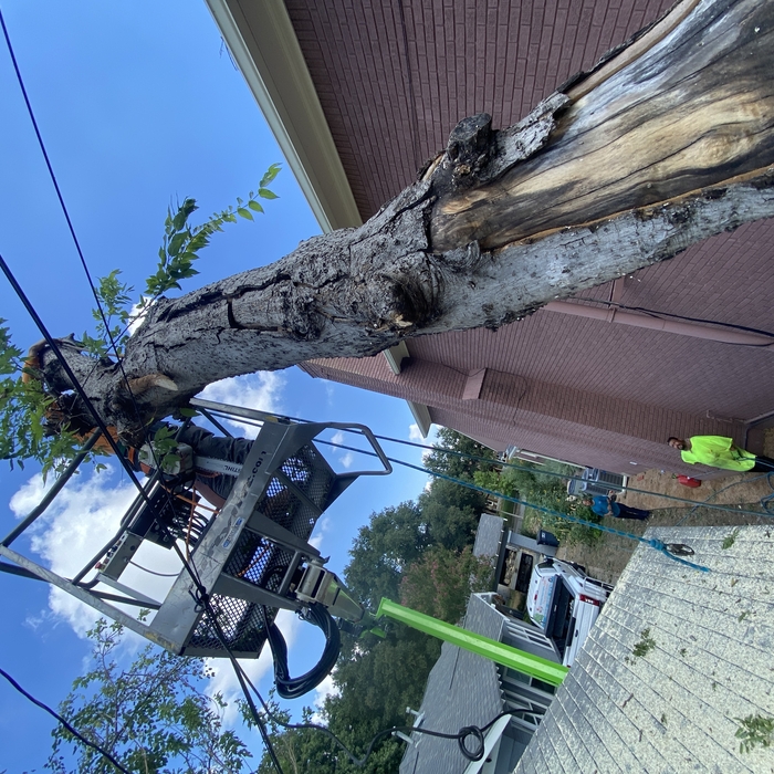 Hazardous tree removal