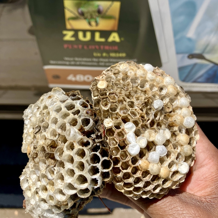 Wasp treatment and nest removal