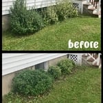 Trimming of front bushes