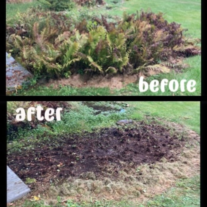 Fern Trimming (Winterizing)