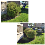 Shrub clean up