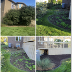 Large shrub removal full process