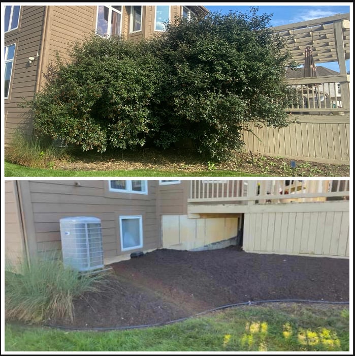 Large shrub removal before and after
