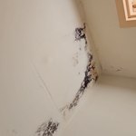 Mold remediation