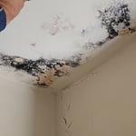 Mold remediation