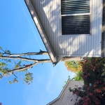 tree removed