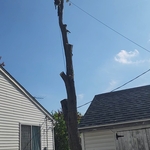 tree removed
