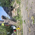 tree romoved
