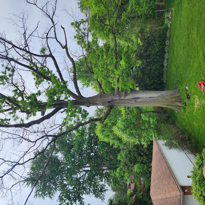 big tree romoved