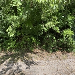 Tree trimming