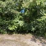 Tree trimming