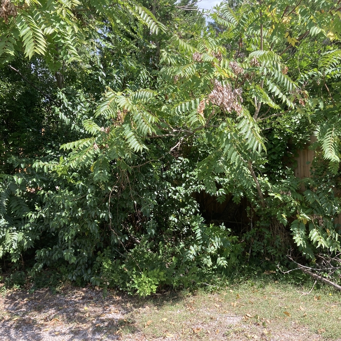 Tree trimming