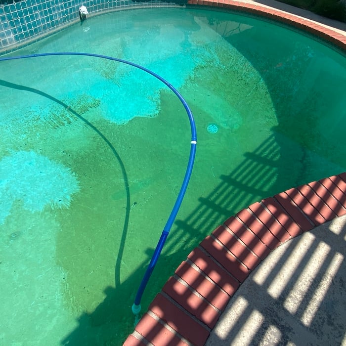 Algae 2