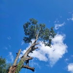 Tree Trimming & Climbing