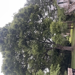 large tree in yard